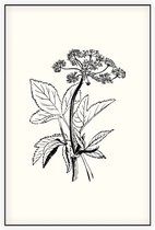 Zevenblad zwart-wit (Gout Weed) - Foto op Akoestisch paneel - 150 x 225 cm