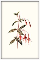 Bellenplant (Fuchsia White) - Foto op Akoestisch paneel - 150 x 225 cm