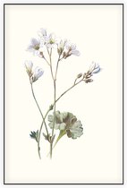 Steenbreek (Saxifrage) - Foto op Akoestisch paneel - 80 x 120 cm