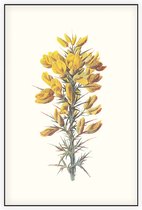 Ulex (Furze) - Foto op Akoestisch paneel - 80 x 120 cm