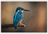 IJsvogel op Boomstronk in de Natuur op Aluminium - Foto op Dibond - Aluminium Schilderij - Foto in Natuur - 90x60 cm