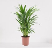 Areca – luchtzuiverende kamerplant – eenvoudig te onderhouden Goudpalm - ↕55-70cm - Ø17 – in kwekerspot – vers uit de kwekerij