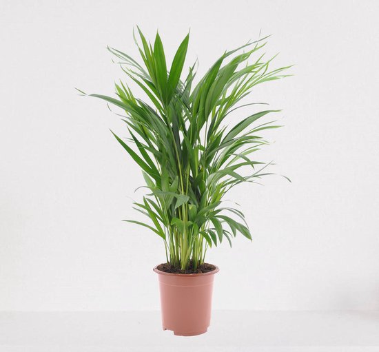 Areca – luchtzuiverende kamerplant – eenvoudig te onderhouden Goudpalm -  ↕55-70cm -... | bol.com