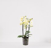 Phalaenopsis Multiflora wit – bloeiende witte Orchidee – kamerplant - ↕40-55cm - Ø12 – in kwekerspot – vers uit de kwekerij