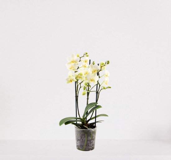 Phalaenopsis Multiflora wit – bloeiende witte Orchidee – kamerplant - 30-55cm - Ø12 – in kwekerspot – vers uit de kwekerij