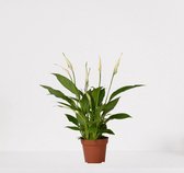 Spathiphyllum – witte kamerplant – luchtzuiverende lepelplant - ↕35-50cm - Ø12 – in kwekerspot – vers uit de kwekerij