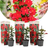 Plant in a Box - Dipladenia sanderii - Set van 3 - Rode tuinplanten - Pot 9cm - Hoogte 25-40cm