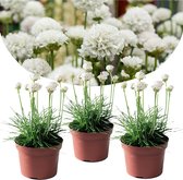 Plant in a Box - Armeria maritima - Set van 3 - Witte bloeiende tuinplanten - Pot 12cm - Hoogte 20-30cm