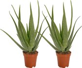 ZynesFlora - Aloë Vera - 2 Stuks - Ø 19 cm - Hoogte: 60 - 65 cm - Kamerplant - Aloë - Succulent - Vetplant