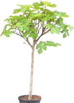 Vijgenboom - Ficus carica - Compact