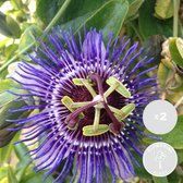 2x Passiflora Purple Haze – Passiebloem – Klimplant – Onderhoudsvriendelijk - ⌀15 cm - 60-70 cm