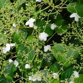 Hydrangea 'Petiolaris' – Klimhortensia – Klimplant – Zelfhechtend - ⌀15 cm - 60-70 cm