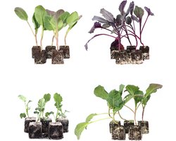 Kool Mix - 24 plantjes - 4x 6 rode kool, bloemkool, savooie kool en spitskool