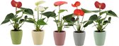 Bloemen van Botanicly – 3 × Flamingoplant – Hoogte: 15 cm – Anthurium