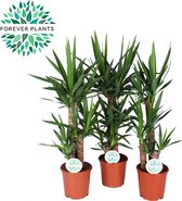 Kamerplanten van Botanicly – 3 × Palmlelie – Hoogte: 75 cm – Yucca