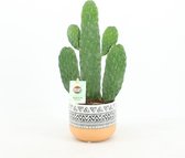 Cactussen van Botanicly – 3 × Opuntia Consolea – Hoogte: 30 cm