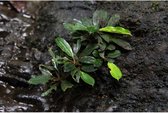 Bucephalandra Caterina