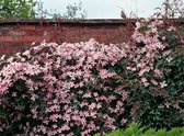 Clematis 'Elizabeth' 70- 80cm - 2 stuks - paars roze bloemen - klimplant - in pot