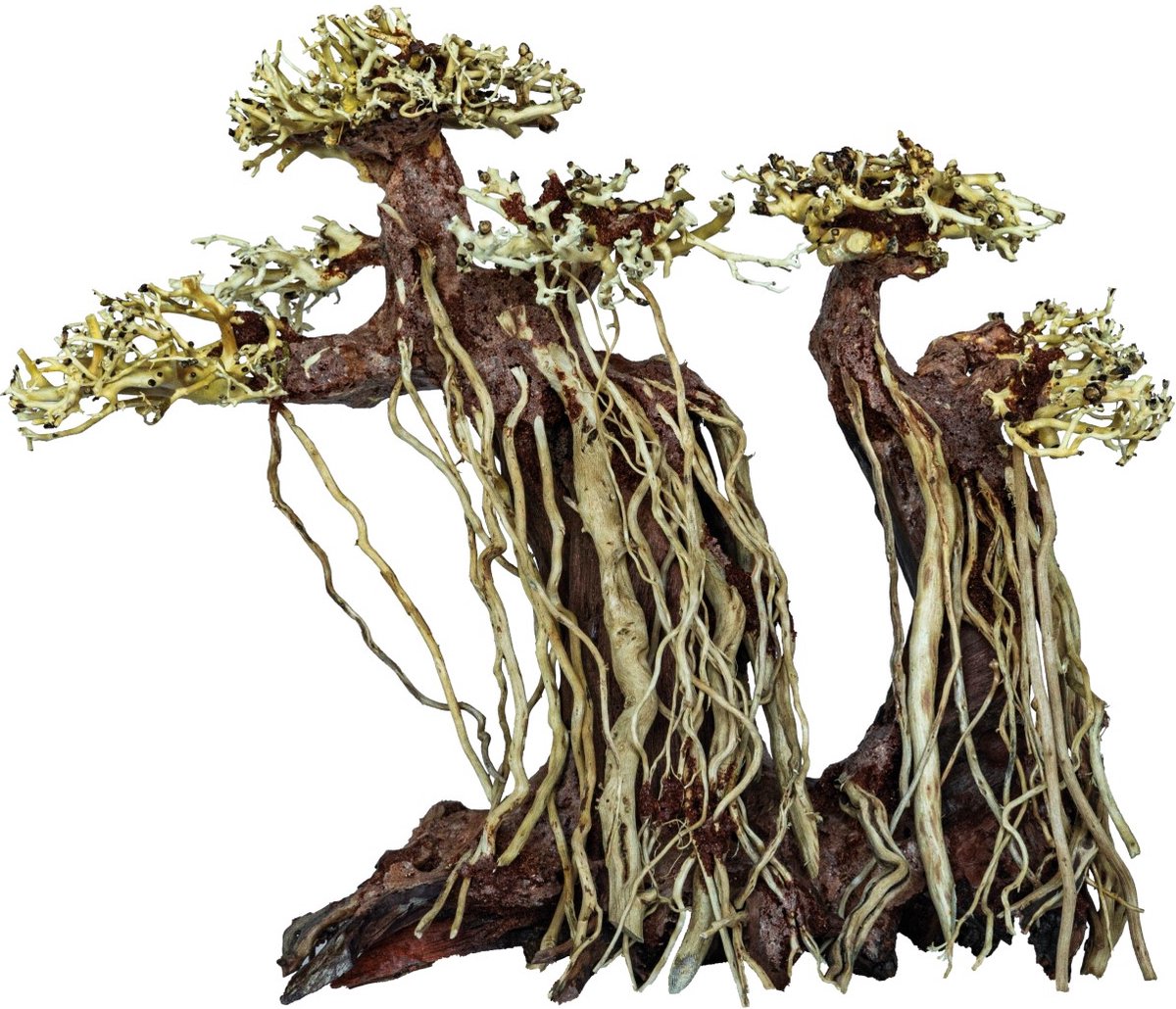 Superfish bonsai twin tree large Hout decoratie aquarium