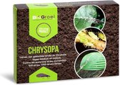 Chrysopa 1000 | Larves de chrysope | contre puceron araignée thrips cochenille | Biogrowi