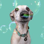 DWAM Dog with a Mission – Halsband hond – Hondenhalsband – Turquoise – XXXS – Leer – Halsomvang tussen 15-21 x 2 cm – Janis