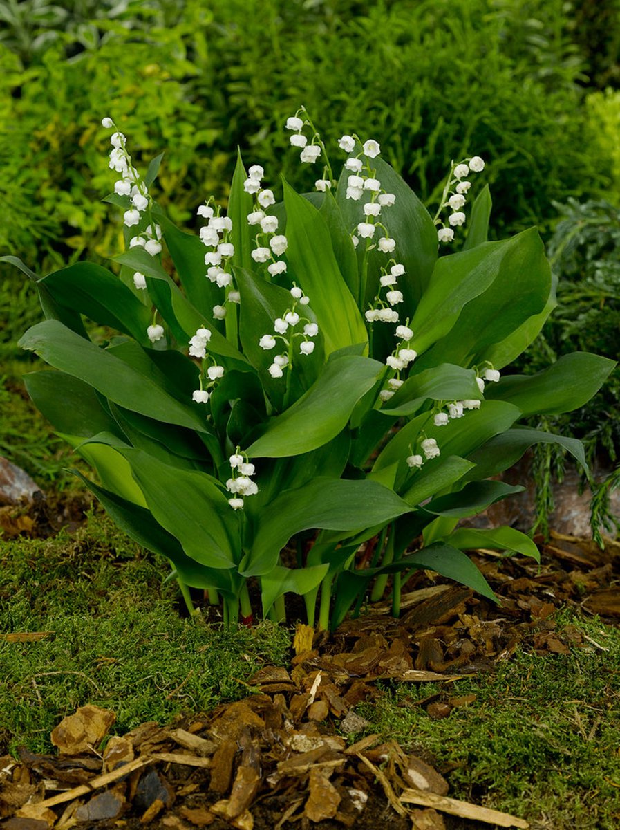 10x Lelietje-van-dalen 'Convallaria majalis' - Bloembollen