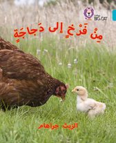 Chick to Hen Level 7 Collins Big Cat Arabic Reading Programme