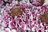 MRS Seeds & Mixtures Duifkruid gemengd - scabiosa atropurpurea – eenjarige bloemen – groeihoogte: tot 90 cm- uitstekende snijbloem – trekt bestuivende insecten aan