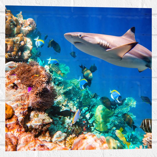 Muursticker - Koraal - Vissen - Onderwater - Oceaan - Haai - 50x50 cm Foto op Muursticker