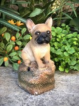 Welkom pup Franse Buldog bruin 12 cm hoog - levensecht - hond - dog - polyester - polyresin - polystone - hoogkwalitatieve kunststof - decoratiefiguur - interieur - accessoire - voor binnen - cadeau - geschenk - tuinfiguur - tuinbeeldje - tuindecorat