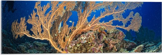 Acrylglas - Oceaan - Zee - Onderwaterleven - Koraal - Duiken - Kleuren - 90x30 cm Foto op Acrylglas (Met Ophangsysteem)
