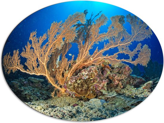 Dibond Ovaal - Oceaan - Zee - Onderwaterleven - Koraal - Duiken - Kleuren - 80x60 cm Foto op Ovaal (Met Ophangsysteem)