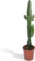 Vetplant – Cowboycactus (Euphorbia Acrurensis) – Hoogte: 50 cm – van Botanicly