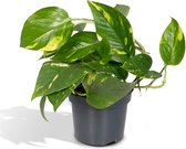 Groene plant – Drakenklimop (Scindapsus Epipremnum Aureum) – Hoogte: 20 cm – van Botanicly