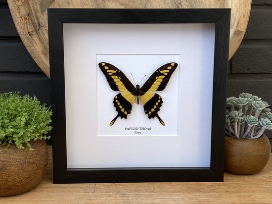 Lijst met opgezette vlinder " Papilio Thoas " Taxidermie - Entomologie