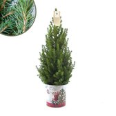 Fresh from Nature - Kleine Kerstboom in Kerstmis pot - echte Kerstboom - ca. 70 cm hoogte - Picea glauca Conica - Kerstmis
