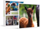 Bongo Bon - PRET MET ALPACA’S IN ZEELAND: ALPACA-GOLF EN EEN FILM VOOR 3 - Cadeaukaart cadeau voor man of vrouw