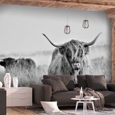 Fotobehangkoning - Behang - Vliesbehang - Fotobehang Schotse Hooglander - Highland Cattle - 200 x 140 cm