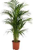 Trendyplants - Areca palm - Goudpalm - Kamerplant - Hoogte 75-95 cm - Potmaat Ø19cm