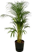 Trendyplants - Areca palm - ↨110cm - Ø21cm inclusief elho Greenville Round zwart Ø24cm x ↨23cm
