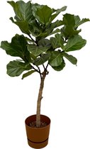 Trendyplants - Ficus Lyrata stam inclusief elho Greenville Round bruin - 160 cm - Ø30cm