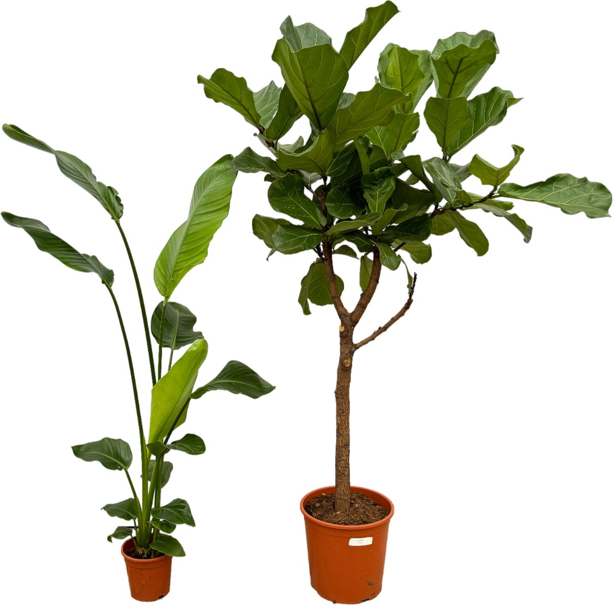 Trendyplants - Ficus Lyrata boom - 160 cm - Ø30cm + Strelitzia Nicolai - 130 cm - Ø17cm