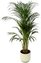 Trendyplants - Areca palm - ↨110cm - Ø21cm inclusief elho Vibes Fold Round wit Ø22cm x ↨20cm