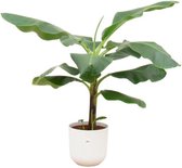 Bananenplant (Musa) inclusief elho Jazz Round wit - Potmaat 23cm - Hoogte 100cm