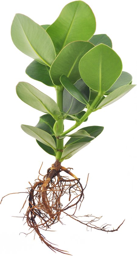 Intenz Clusia Rosea Plant op water - Refill large - 32cm
