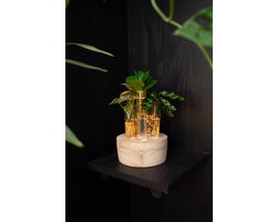 Intenz | New York | Clusia - Callathea - Syngonium | LED | Beach