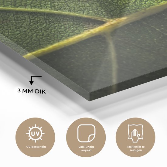 MuchoWow® Peinture sur verre 60x40 cm - Peinture sur verre - Photo de goutte d'eau sur une feuille botanique - Photo sur verre acrylique - Peintures