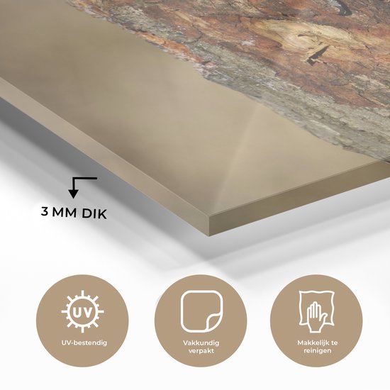 Un grand pic tacheté en automne Plexiglas 60x40 cm - Tirage photo sur Glas (décoration murale plexiglas)