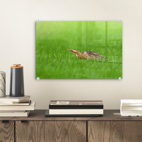Un butor marche bas dans les prairies Plexiglas 30x20 cm - petit - Tirage photo sur Glas (Décoration murale en plexiglas)