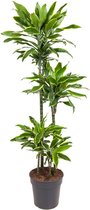 Good & Green - Dracaena Gold Coast - Dragon Blood Tree - XL -↨ 140cm - Taille du pot 27 - Plantes de qualité exclusive - Plante d'intérieur - Plantes d'intérieur - Ambiance - Intérieur